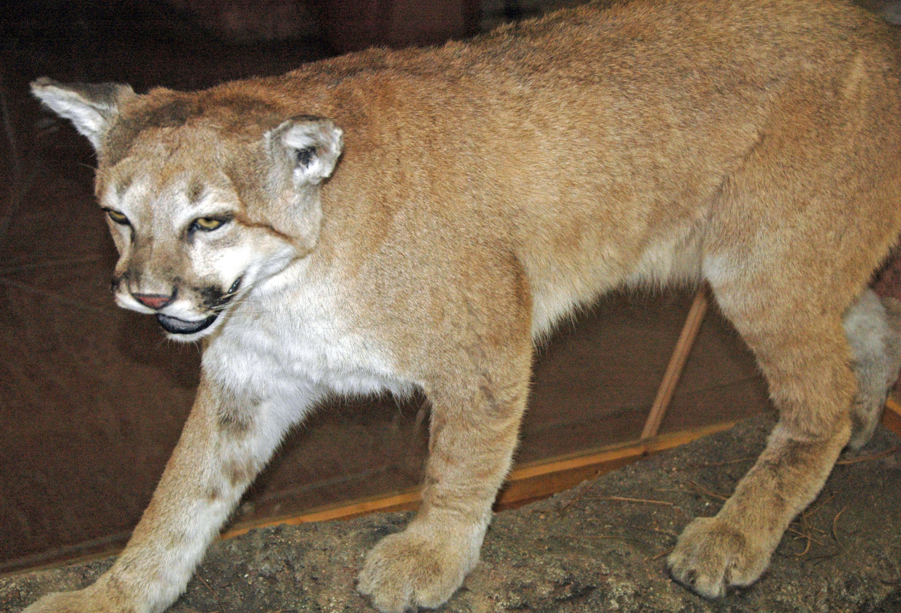 Why It Matters (Image Credits: Wikimedia)