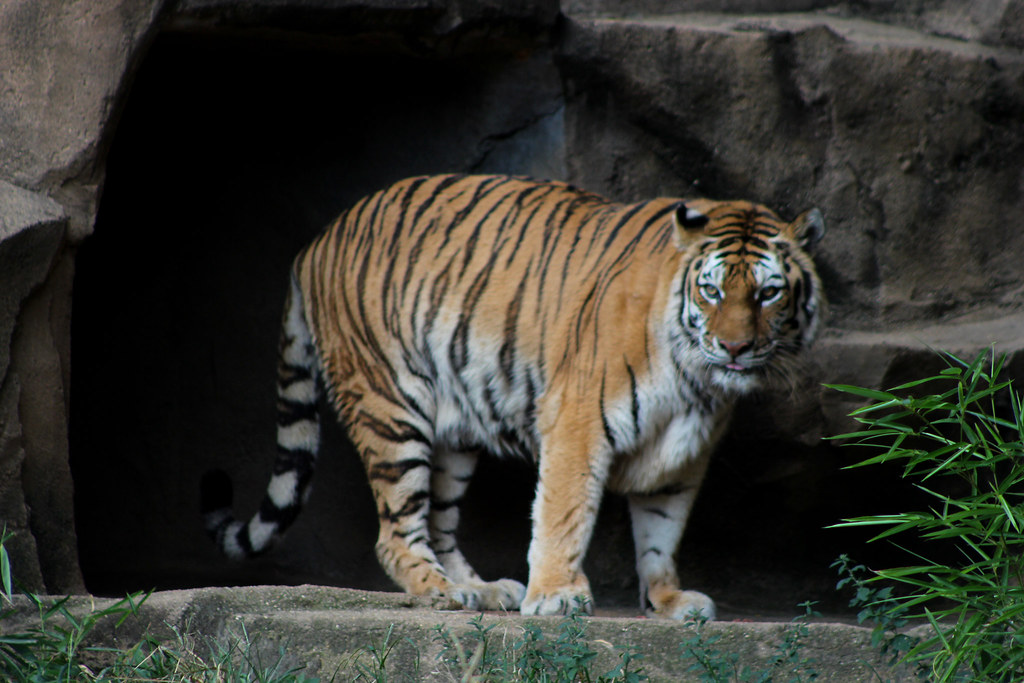 Aries - The Tiger: Raw Power and Fearless Initiative (Image Credits: Flickr)