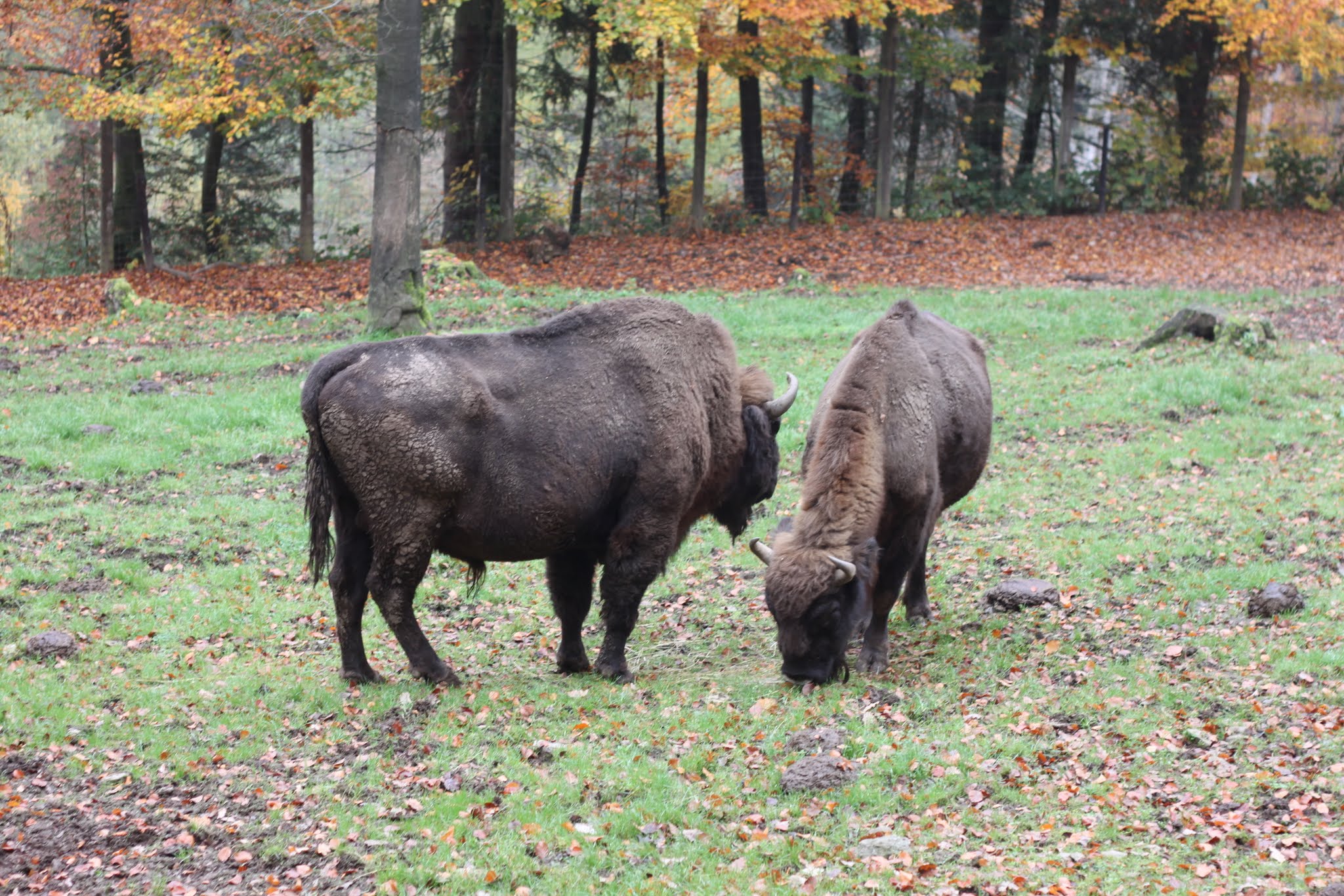 The Animal Advantage (Image Credits: Wikimedia)