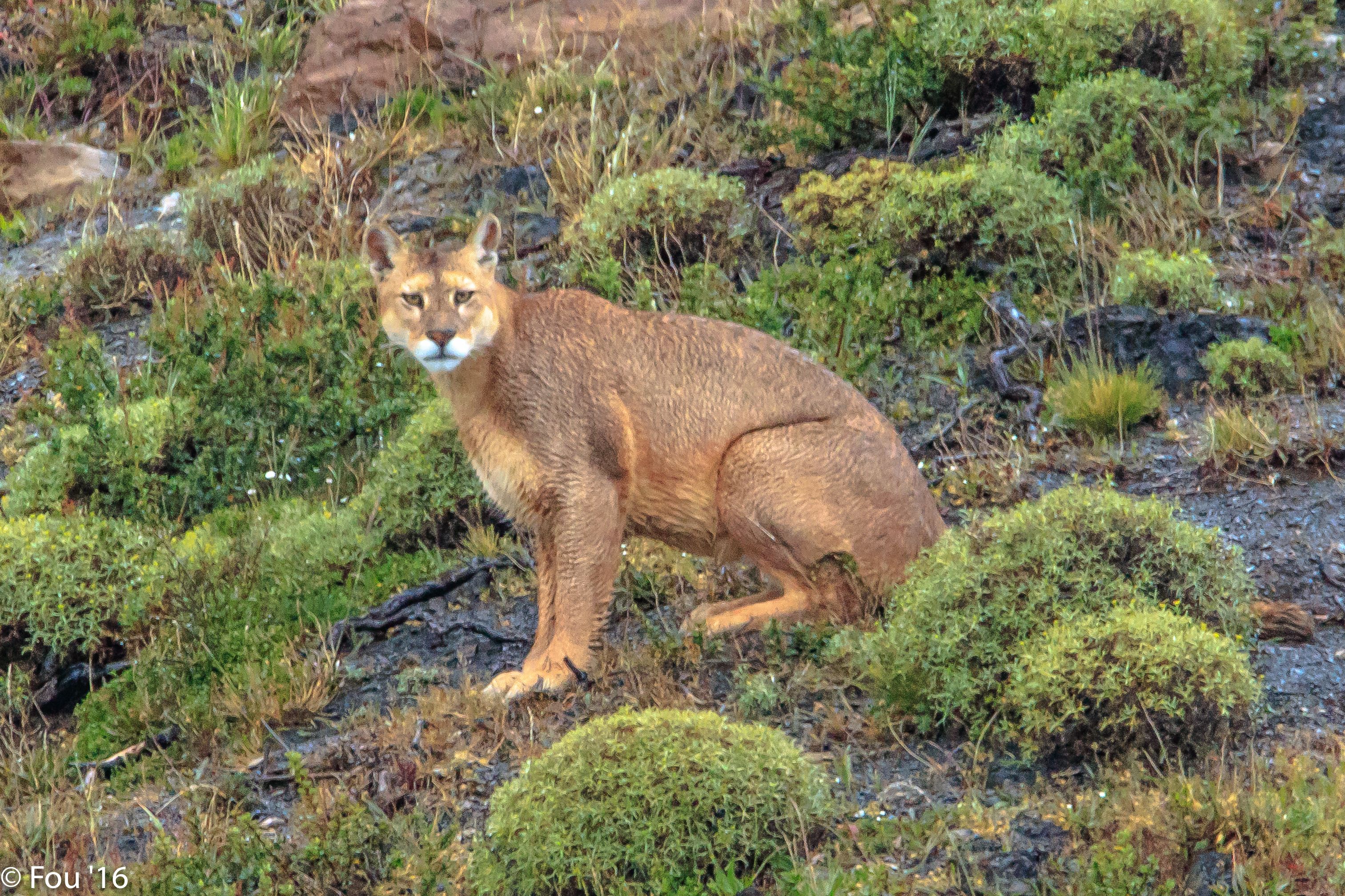 Aries: The Charge Behind the Quiet Pounce (Image Credits: Wikimedia)