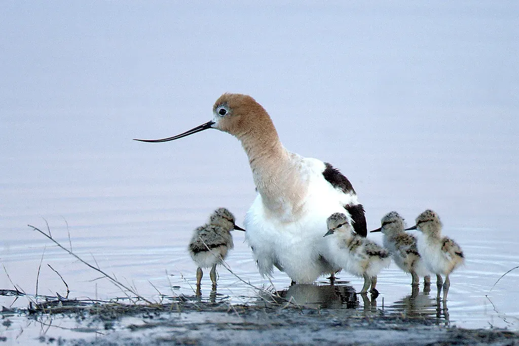 Malheur National Wildlife Refuge, Oregon (USFWS Headquarters, Flickr, CC BY 2.0)