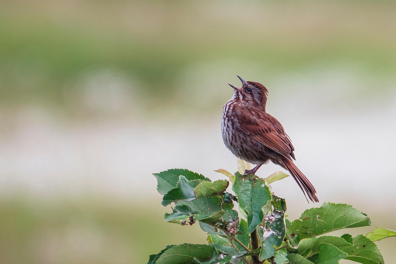 The Communicative Songbird: Air's Musical Voice (Image Credits: Pixabay)
