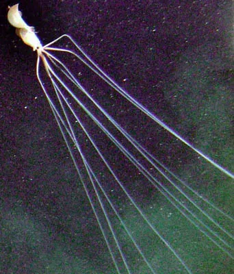 #4 - The Bigfin Squid: A Family Known Mostly from Ghost Clips (By NOAA, Public domain)