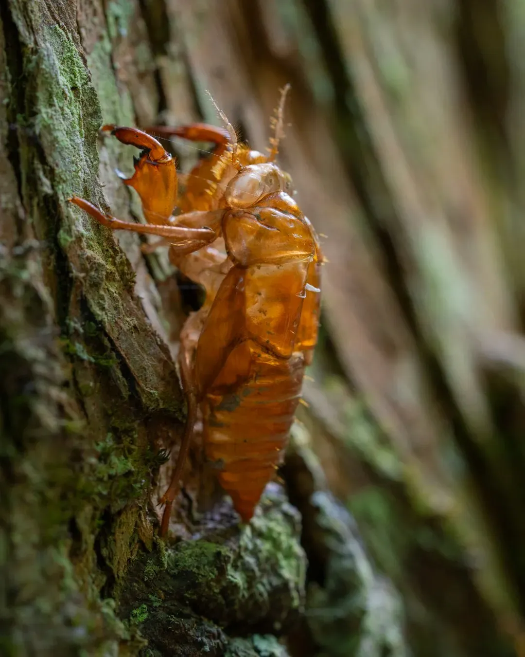 The Living Lichen: Ghost Mantis and the Art of Disguise (Image Credits: Unsplash)