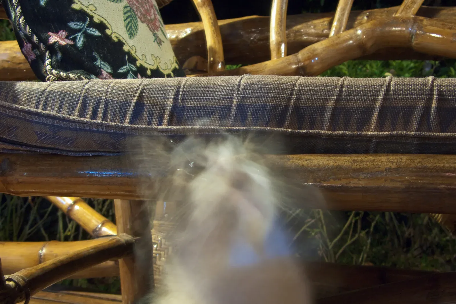 Schrödinger’s Cat and Real‑World Quantum Zombies (Image Credits: Wikimedia)