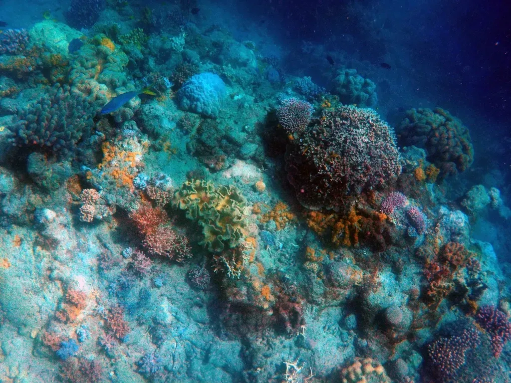 Coral Reefs: Slow-Motion Cities Built by Tiny Animals (Image Credits: Rawpixel)