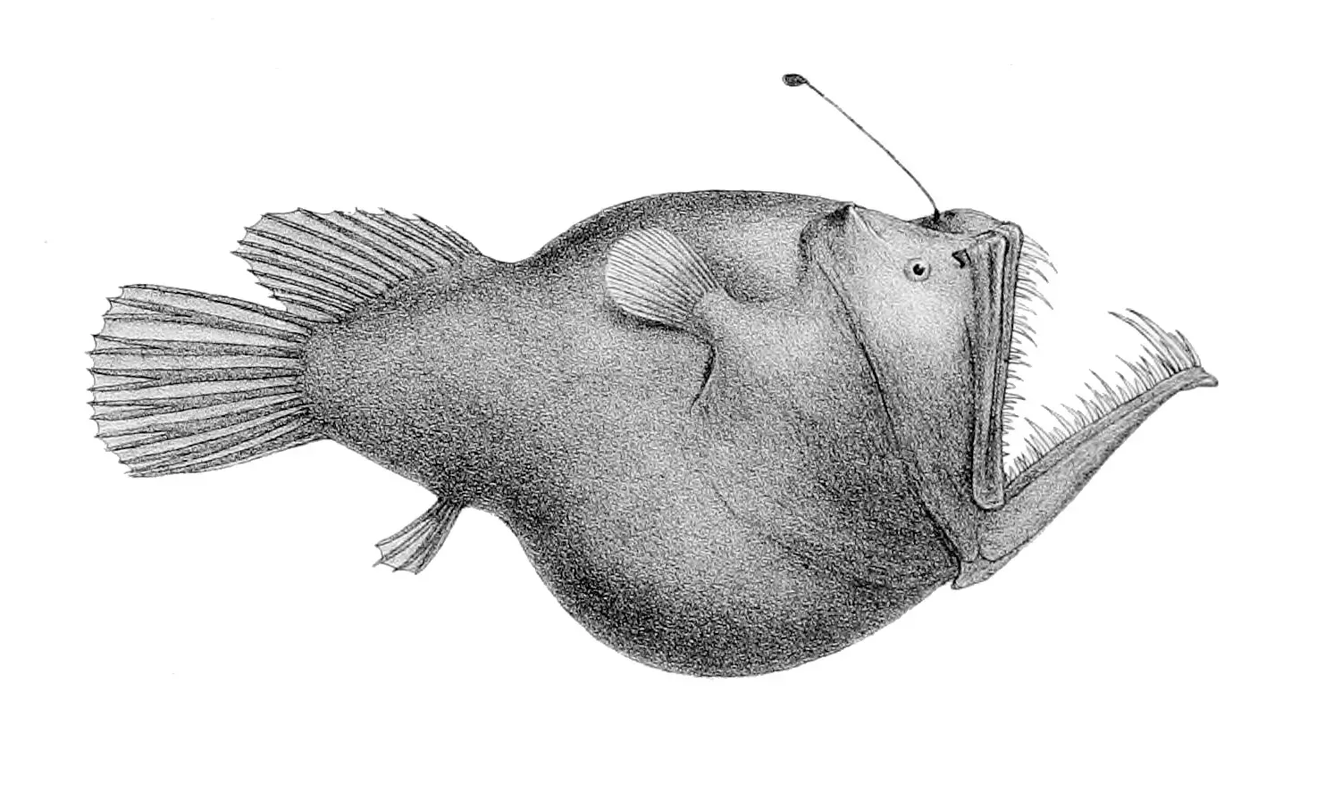 4. Deep-Sea Anglerfish: Living Lanterns in Eternal Darkness (Image Credits: Wikimedia Commons)