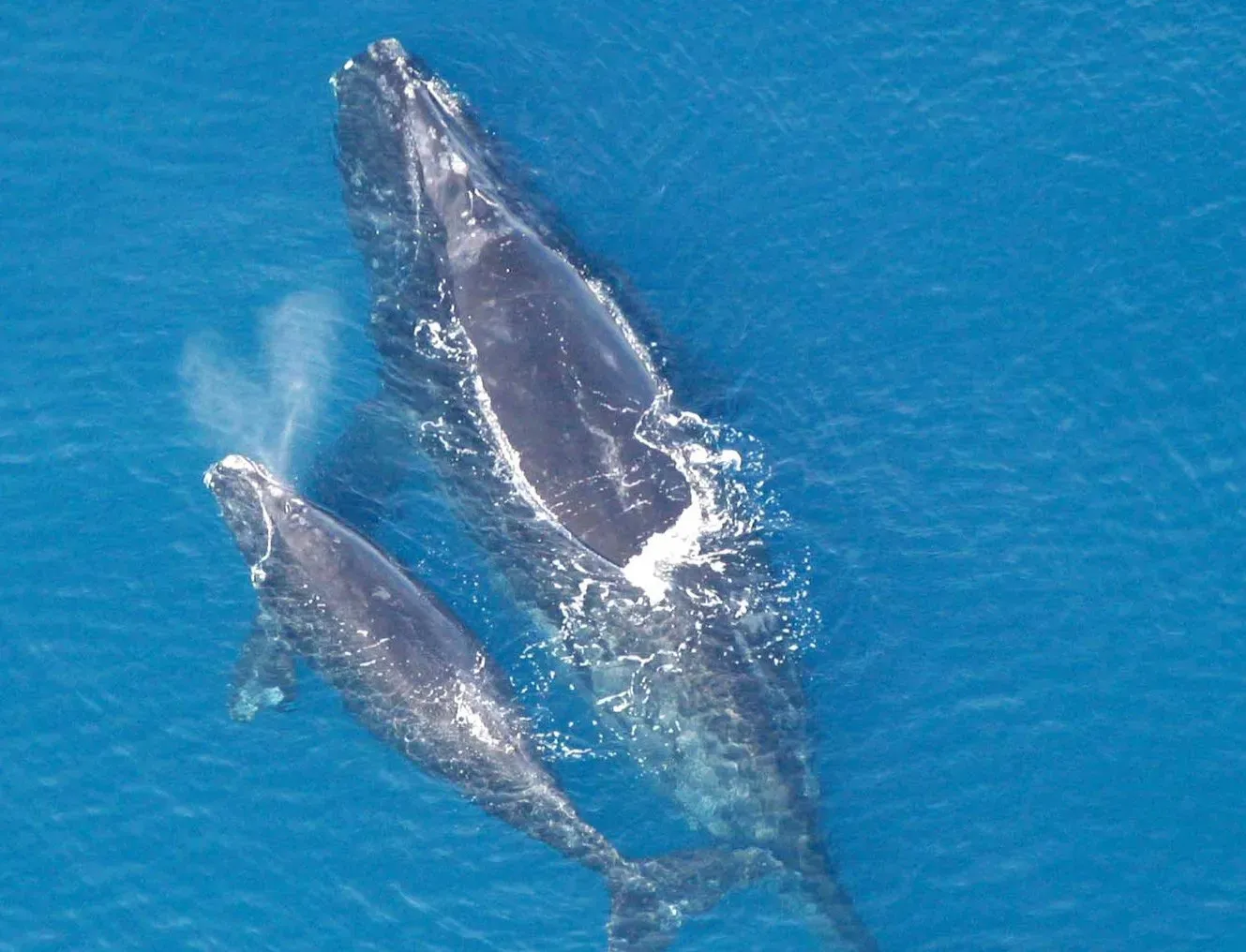 Conclusion: A Species Teetering on the Edge of Memory (Image Credits: Wikimedia)