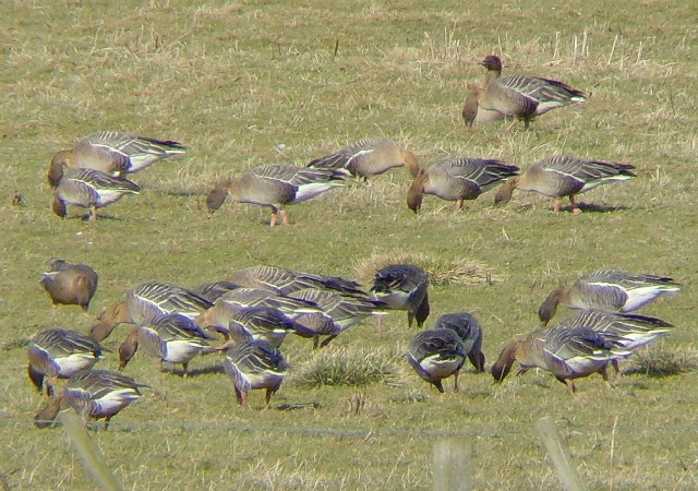 Arctic-Breeding Waterfowl Speed Up Migration (Image Credits: Wikimedia)