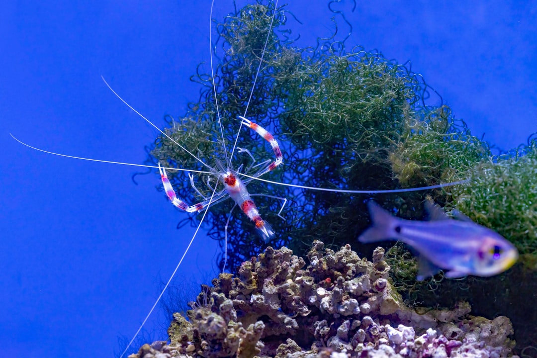 Virgo (August 23 - September 22): The Meticulous Cleaner Shrimp (Image Credits: Unsplash)