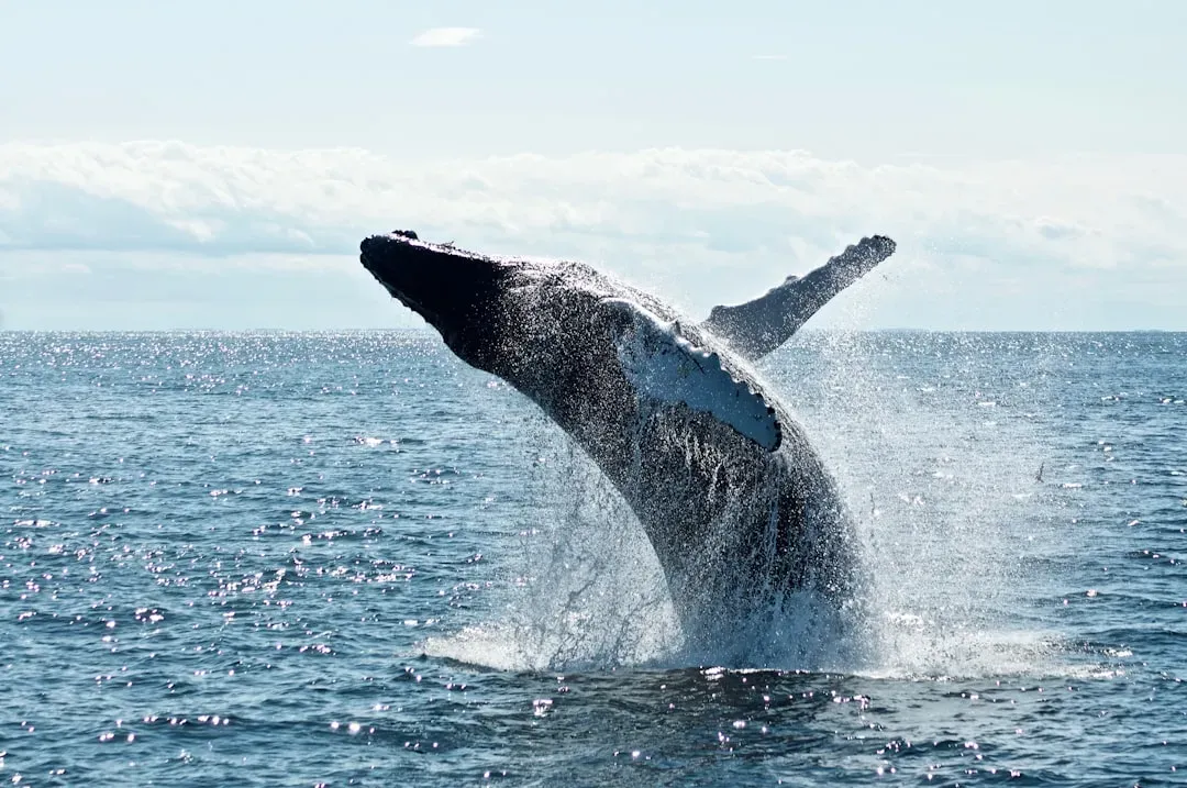 The Ocean‑Spanning Memory and Mapping of Whales (Image Credits: Unsplash)
