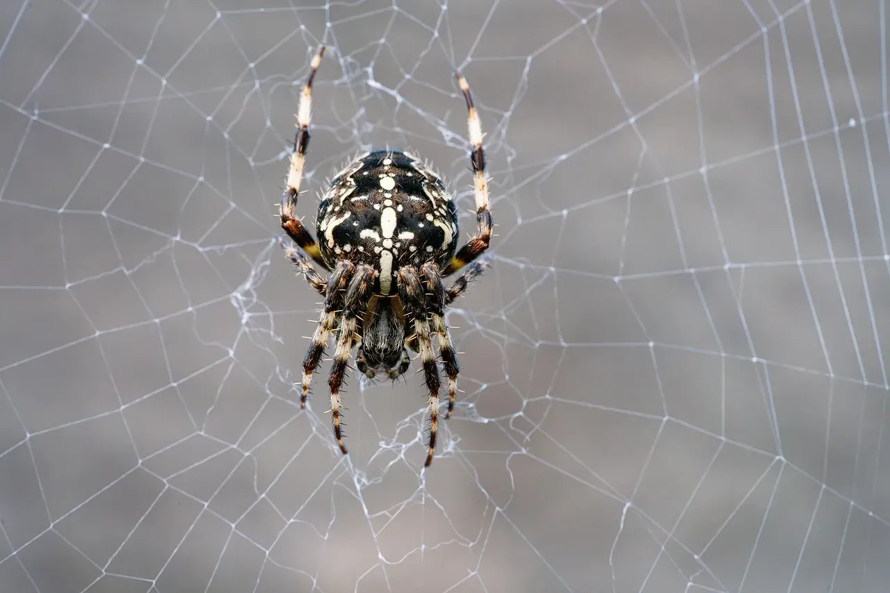 Garden Spiders Building Mathematically Perfect Webs (Image Credits: Pixabay)