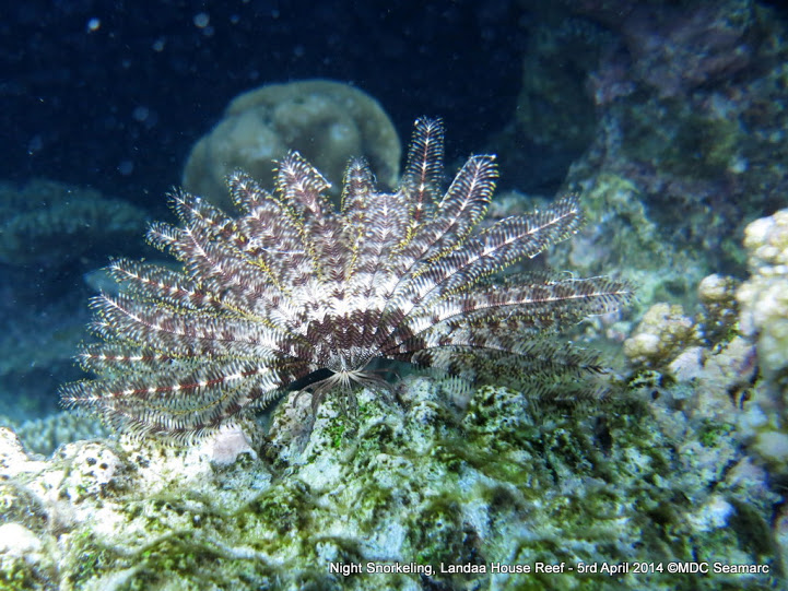 How You Can Help (Image Credits: Wikimedia)