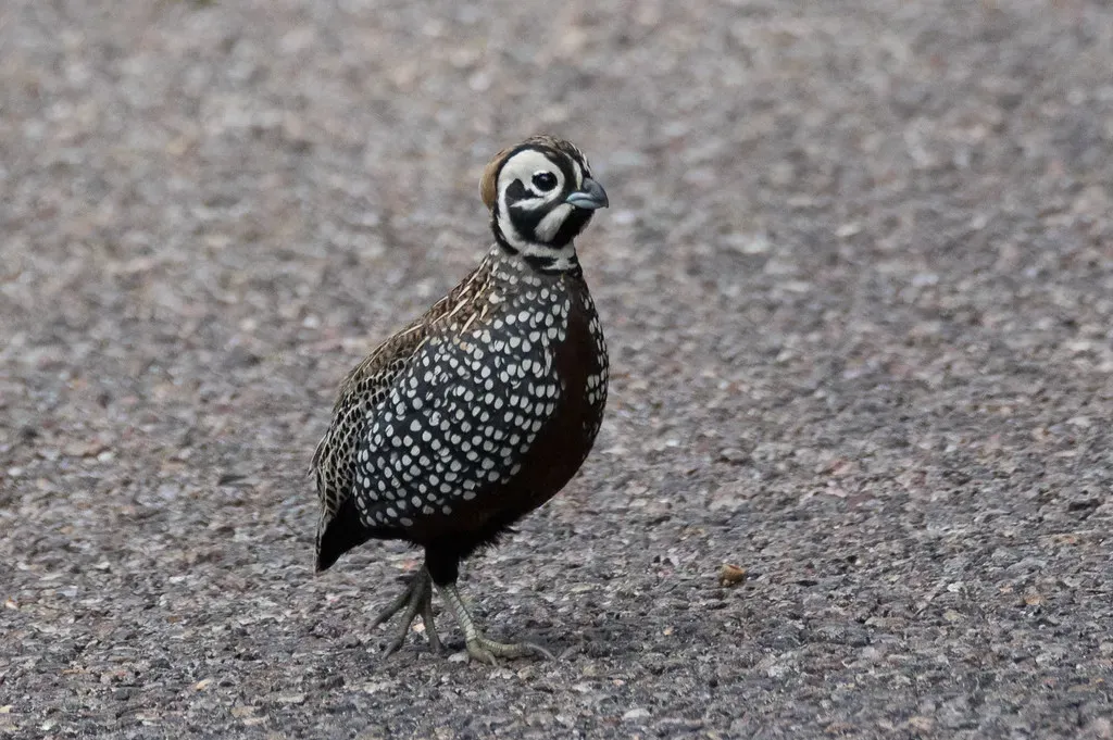 Conclusion: Choosing What Future You Want to Share (Bettina Arrigoni, Flickr, CC BY 2.0)