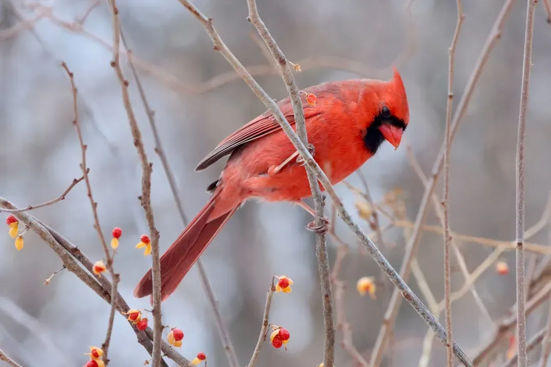 5. Their Red Color Comes From What They Eat (Image Credits: Unsplash)