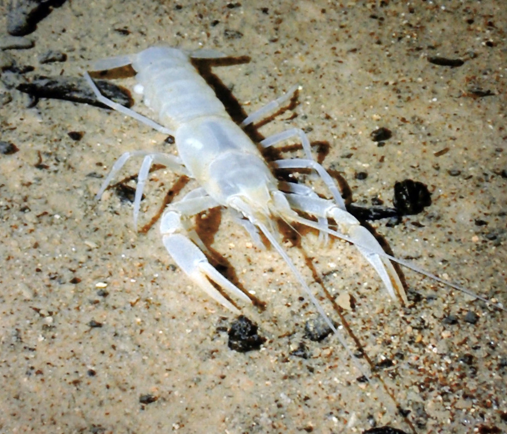 Crustaceans Conquering Extreme Environments (Image Credits: Flickr)