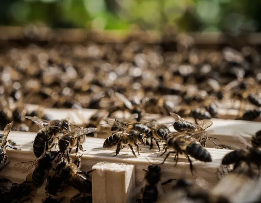 Power Struggles in Wax: Multiple Queens and Deadly Outcomes (Image Credits: Pexels)