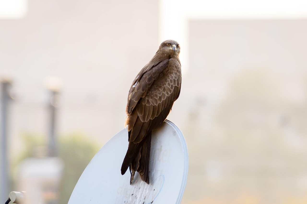 Washington, D.C.: Urban Wildlife Comeback (Image Credits: Pixabay)