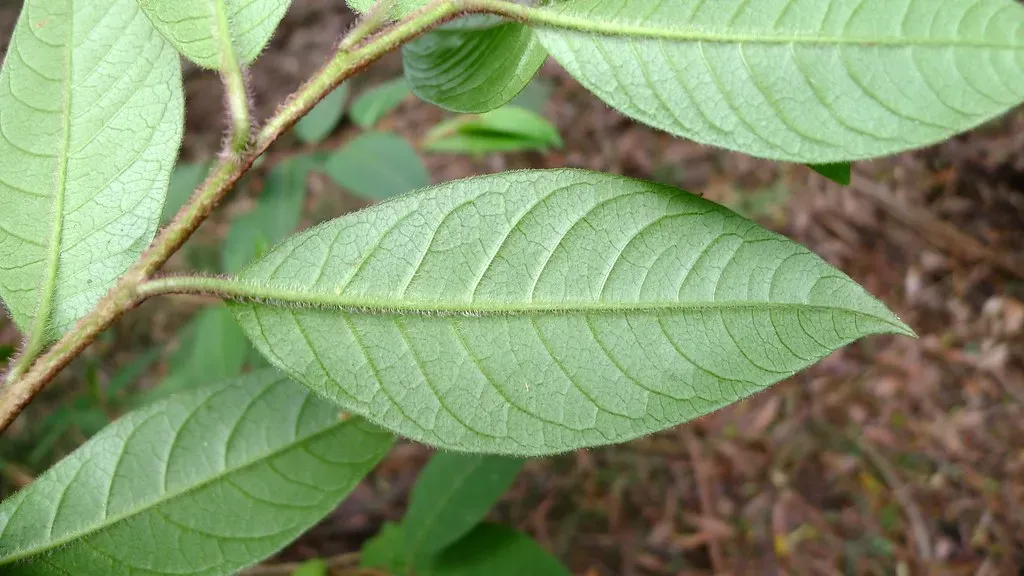 #9 - When Leaves Show Their Undersides, Be Very Sure That Rain Betides (John Tann, Flickr, CC BY 2.0)