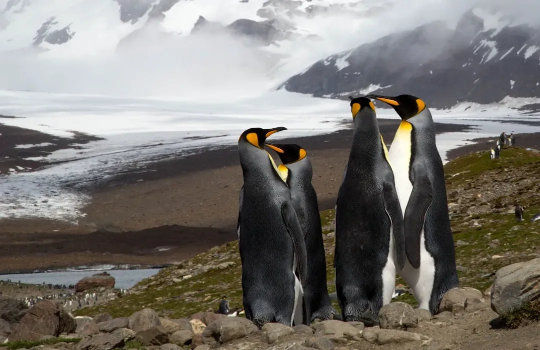 Conclusion: Penguins Are Tougher, Stranger, and More Vulnerable Than Their Cute Image Suggests (Image Credits: Unsplash)
