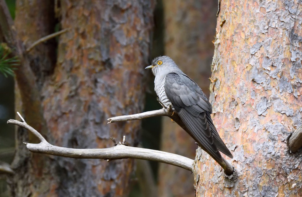 Aquarius: The Independent Cuckoo of Air (Image Credits: Flickr)