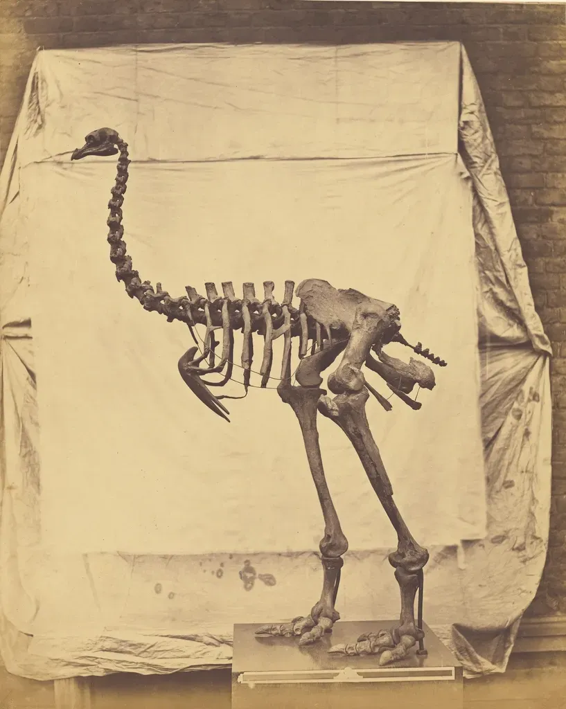 Why These Strange Dinosaurs Matter Far Beyond Jurassic Park (Image Credits: Rawpixel)