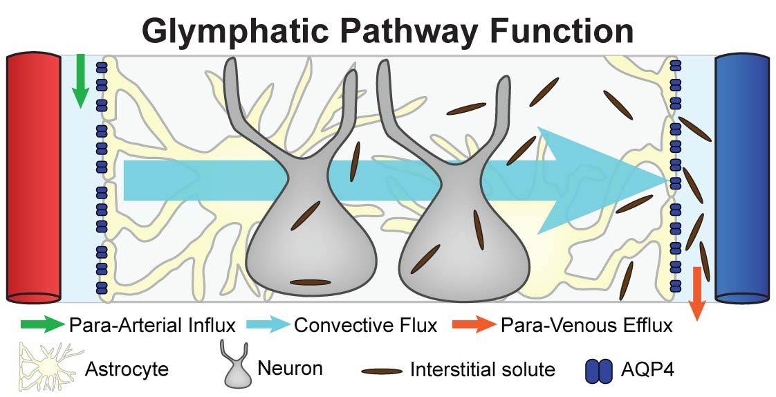 The Glymphatic System: Your Brain's Nighttime Cleaning Crew (Image Credits: Wikimedia)