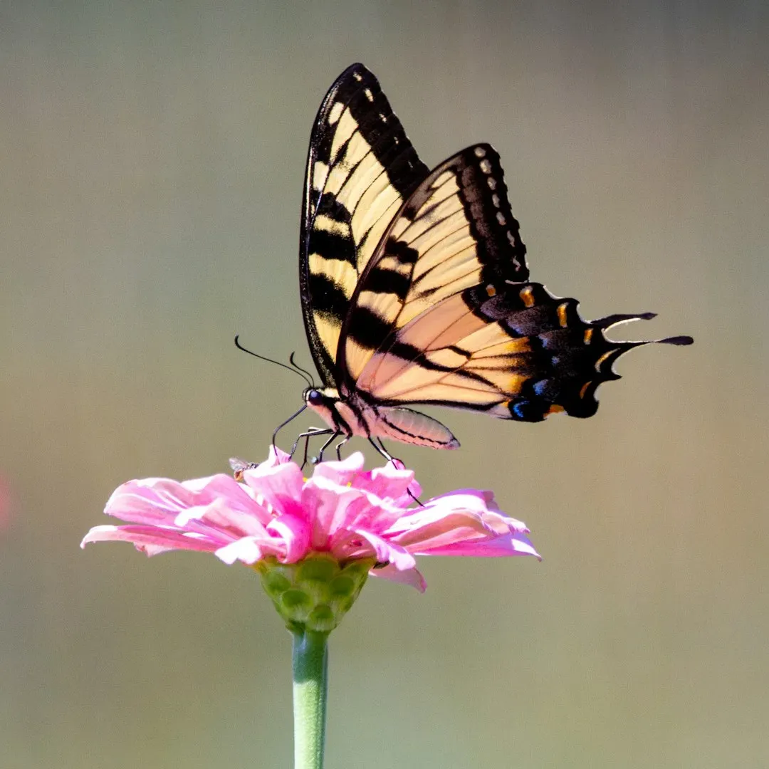 #17 - The Secret UV Bullseyes Hiding on "Plain" Flowers (Image Credits: Unsplash)