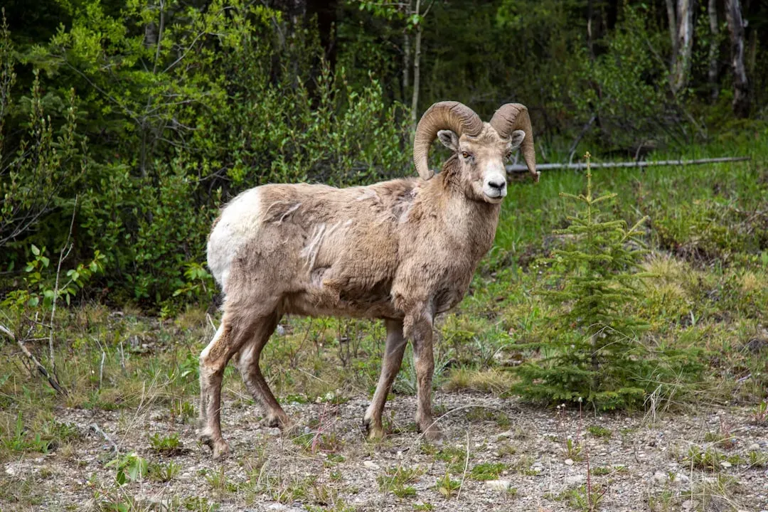 Capricorn: The Bighorn Sheep (Image Credits: Unsplash)