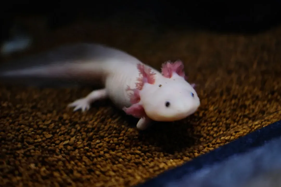 1. The Axolotl: The Real-Life Regenerator (Image Credits: Unsplash)