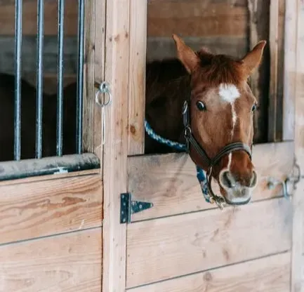 13. Repetitive Behaviors: Weaving, Cribbing, and Stall Walking (Image Credits: Pexels)