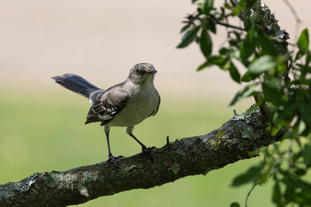 Northern Mockingbird - Mimicking Climate Change (Image Credits: Pixabay)