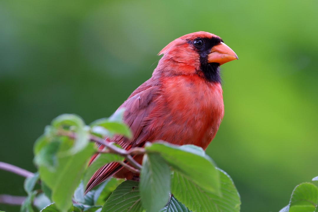 Northern Cardinal - Leading the Red Revolution (Image Credits: Unsplash)