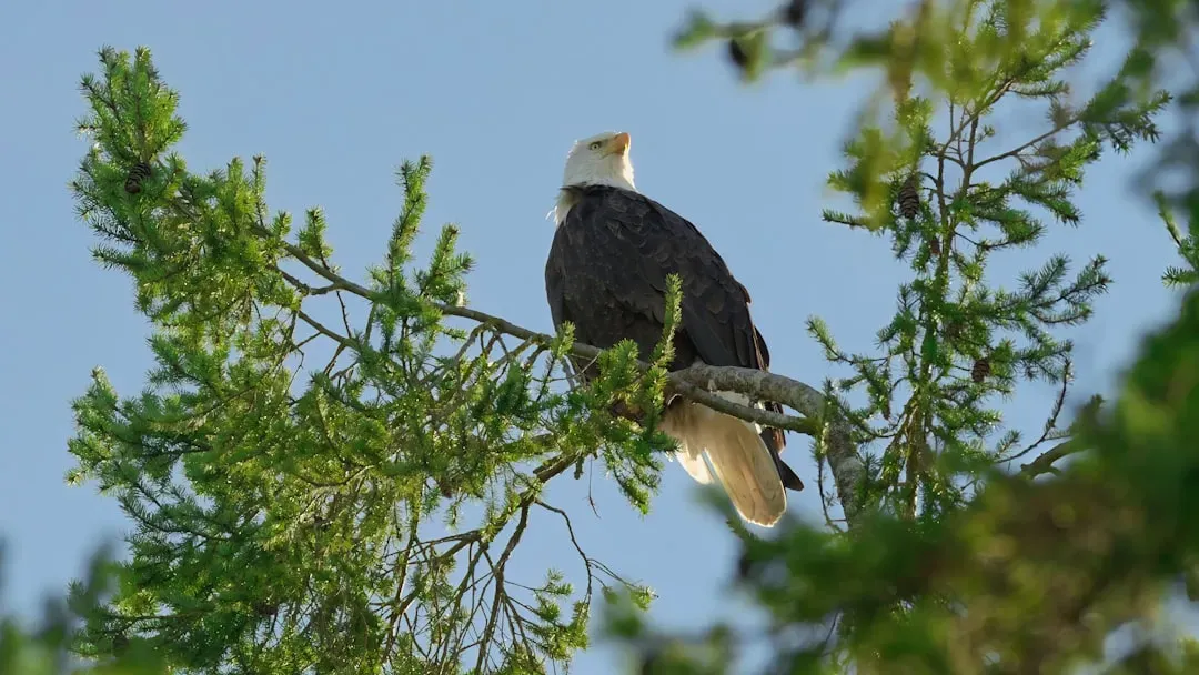 Remarkable Comebacks: Proof That Conservation Works (Image Credits: Unsplash)