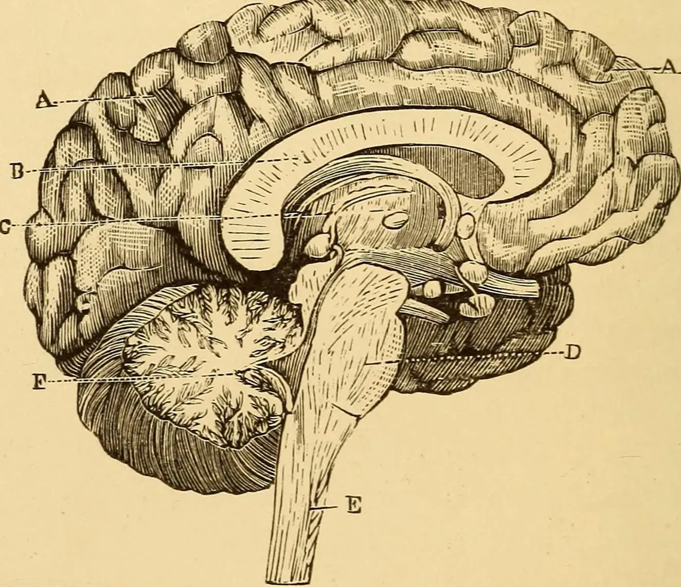 From Ancient Omens to MRI Scanners (Image Credits: Wikimedia)