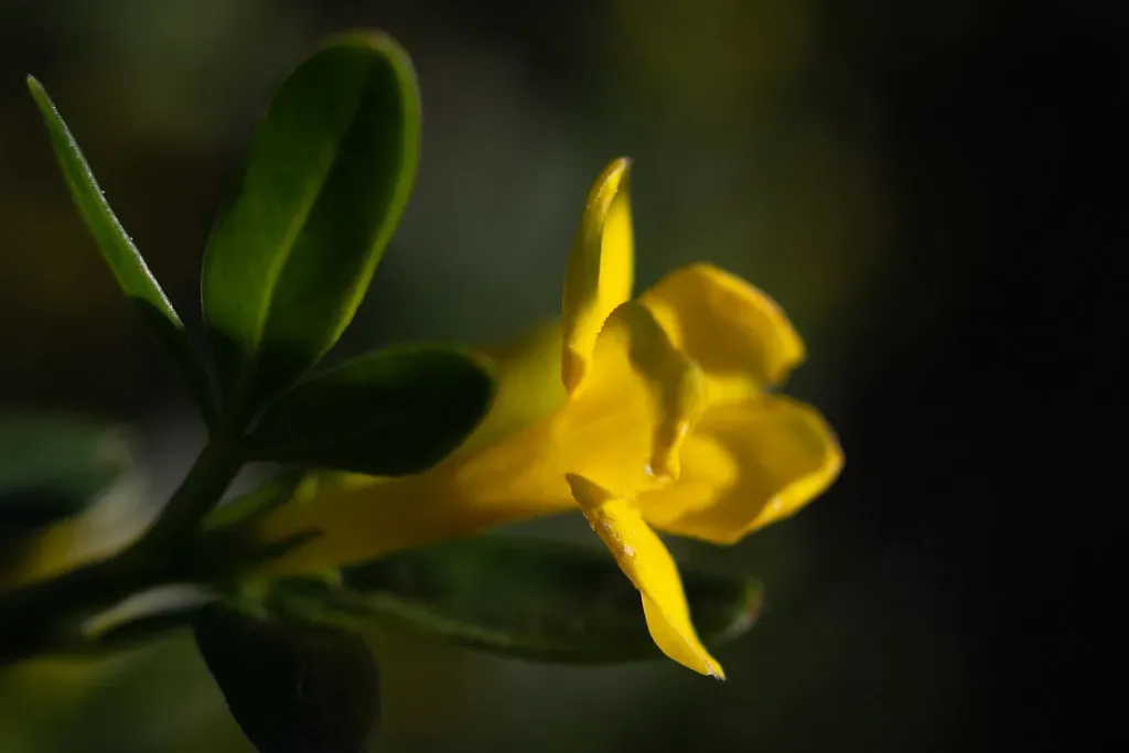 The Invisible Timekeepers: Plant Circadian Clocks (Image Credits: Flickr)