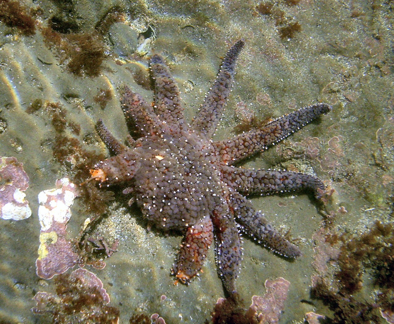 Sea Stars - Arms with Hidden Blueprints (Image Credits: Wikimedia)