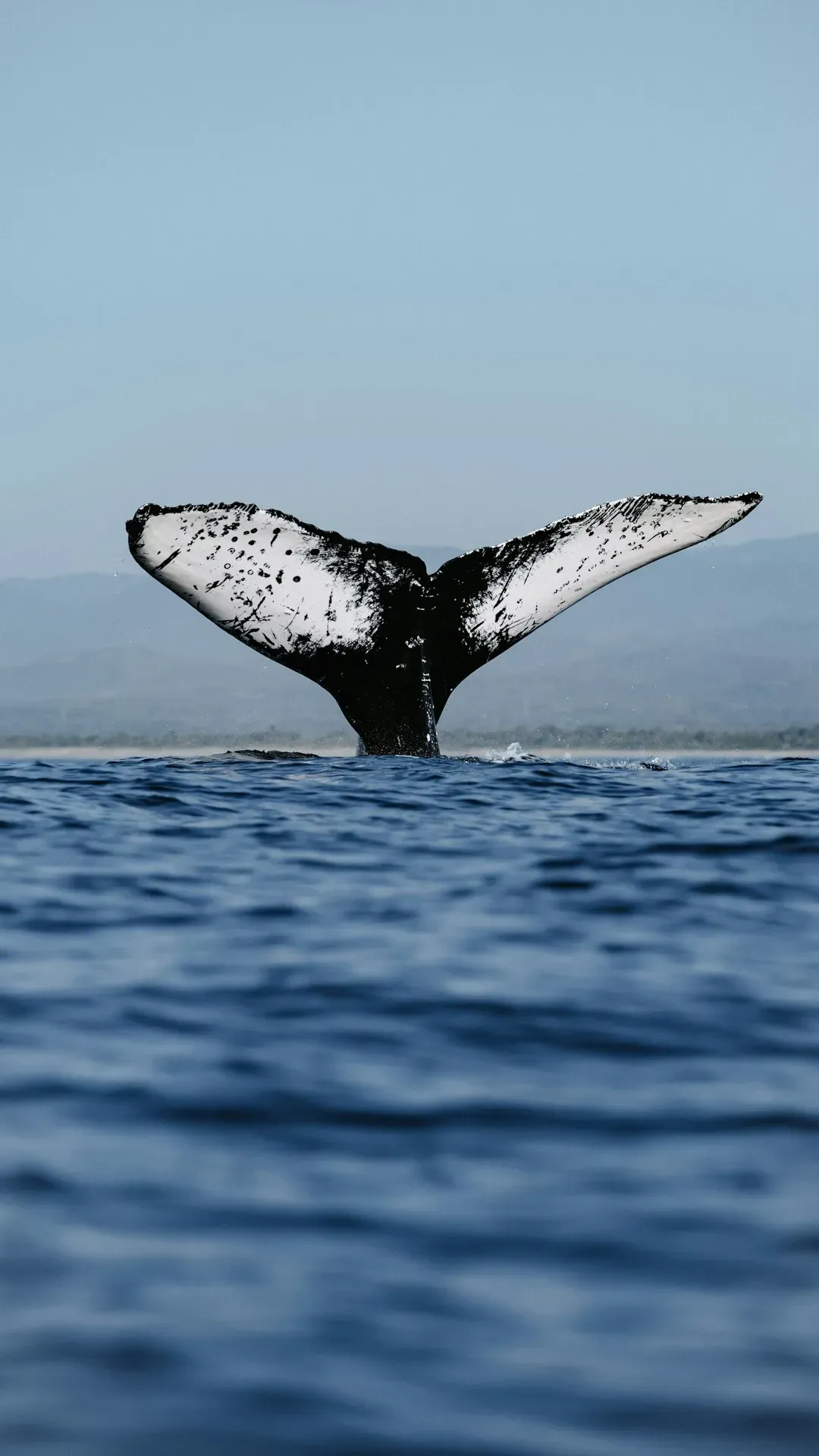 Nature’s Aerodynamics: Humpback Whales, Owls, and Quieter, Greener Machines (Image Credits: Unsplash)