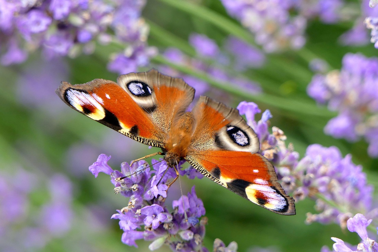 Gemini Rising: The Adaptable Butterfly (Image Credits: Pixabay)