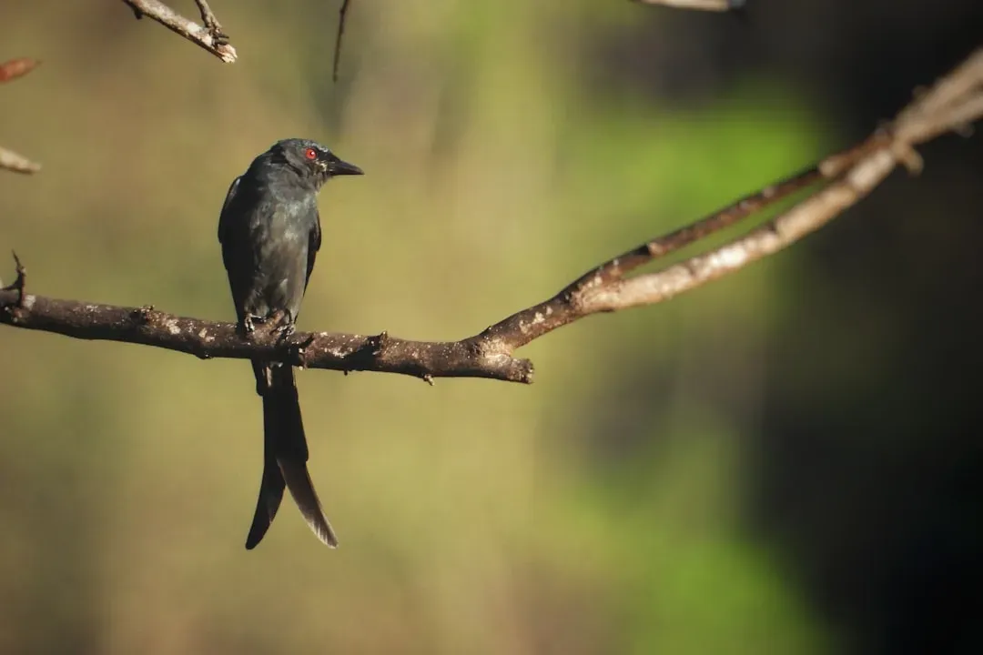 8. The Fork-Tailed Drongo Bird Is a Master Con Artist (Image Credits: Unsplash)