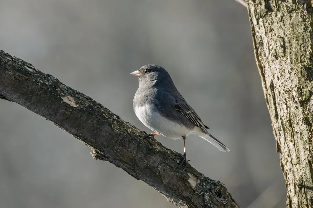 3. Dark-eyed Junco: The Ground Crew That Swarms the Snow Line (Image Credits: Unsplash)
