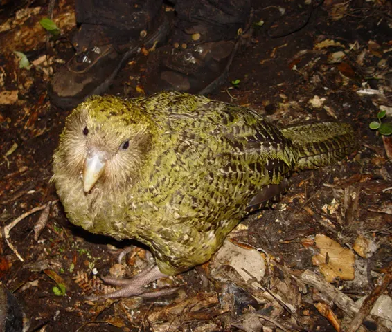 7. The Kakapo - A Flightless, Smelly, Nocturnal Parrot (Image Credits: Wikimedia)
