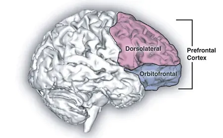 The Prefrontal “Time Bridge”: How You Hold the Future in Your Head (Natalie M. Zahr, Ph.D., and Edith V. Sullivan, Ph.D. "Translational Studies of Alcoholism Bridging the Gap" Alcohol Research & Health, Volume 31, Number 3, p.215- (2008)[1], Public domain)