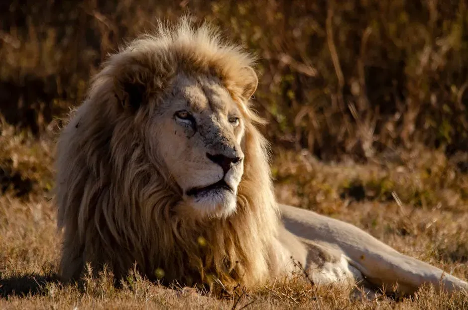 5. The Lion (Leo) - The King Needs No Introduction (Image Credits: Pexels)