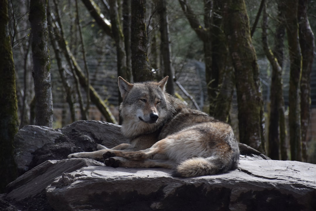 Oregon's Non-Lethal Wolf Management Innovation (Image Credits: Unsplash)