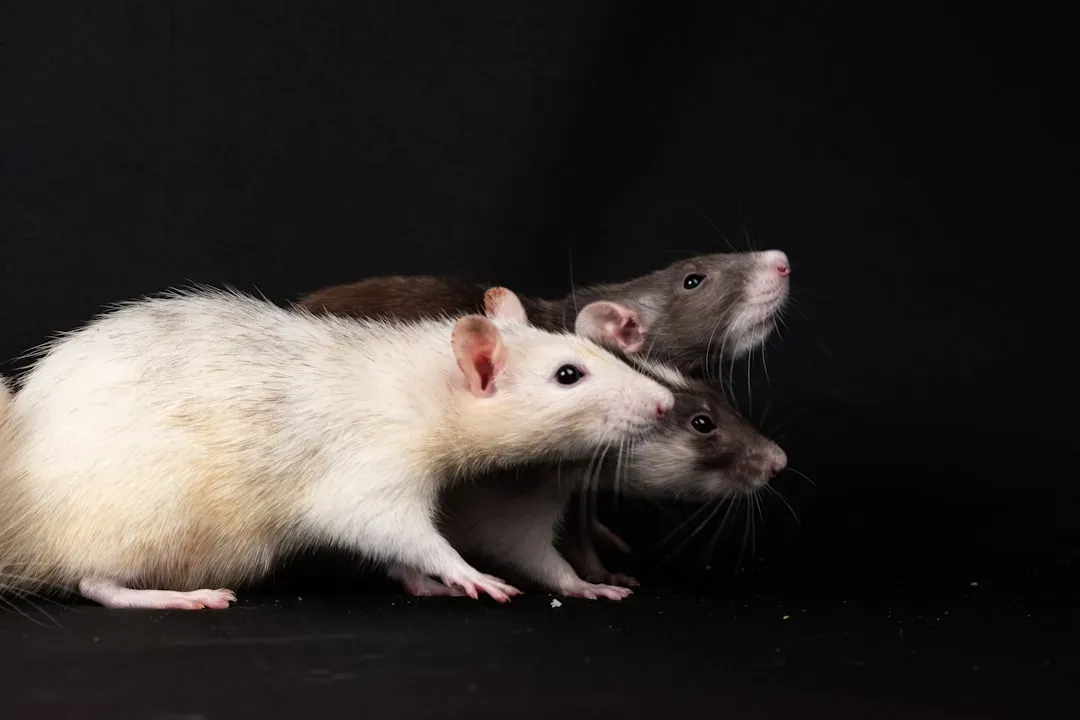 Rats That Show Empathy And Free Trapped Friends (Image Credits: Unsplash)