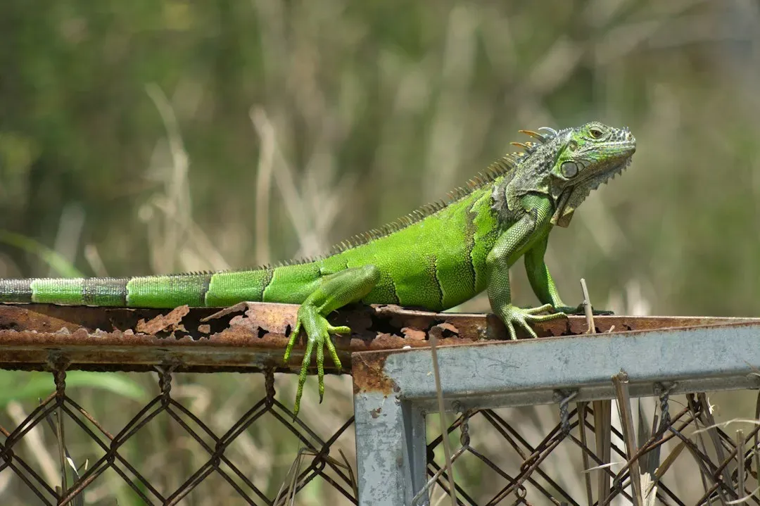 #10 Green Iguanas Turning Up in Subtropical Cities (Image Credits: Unsplash)