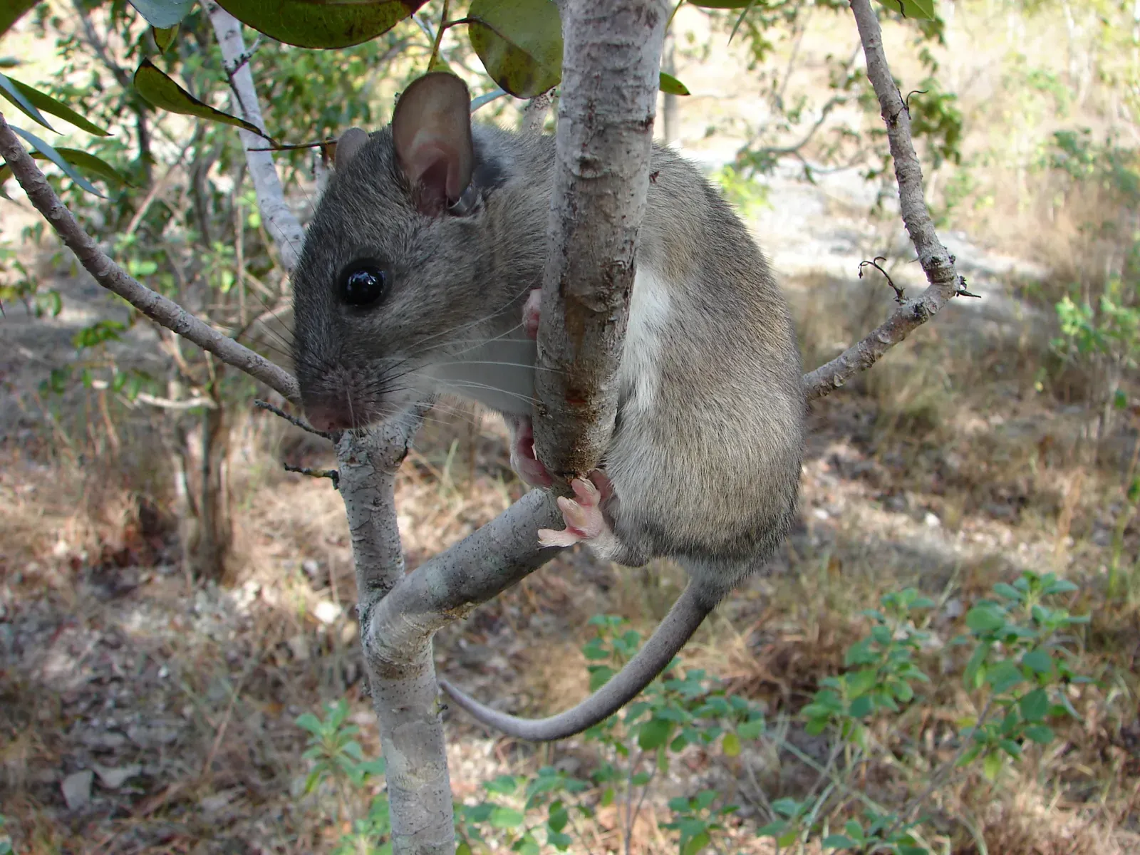 3. Key Largo Woodrat – The Secretive Engineer of a Single Island (Key Largo woodrat, CC BY 2.0)