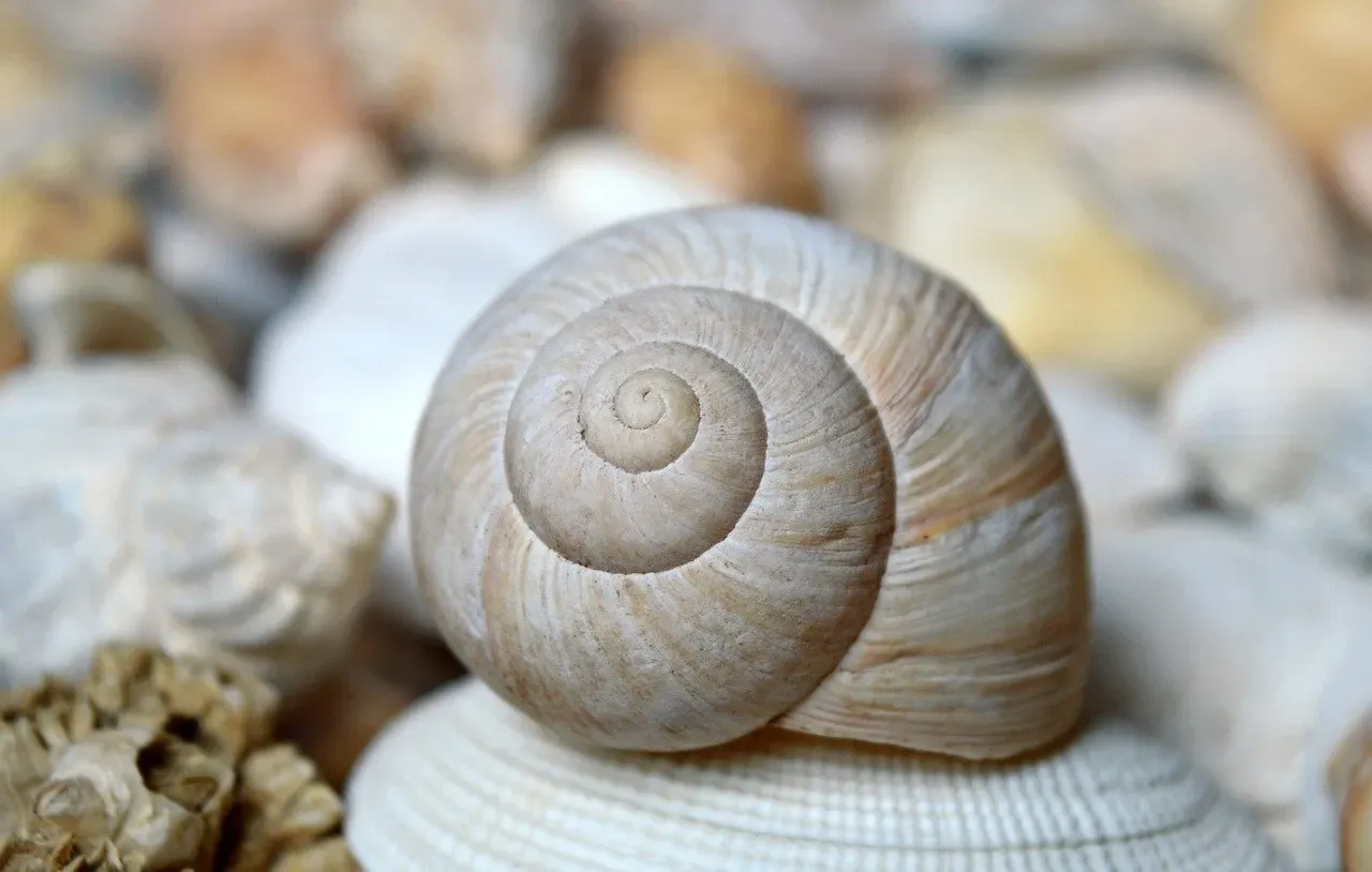 Spirals Across the Wild: From Shells to Storms (Image Credits: Pixabay)