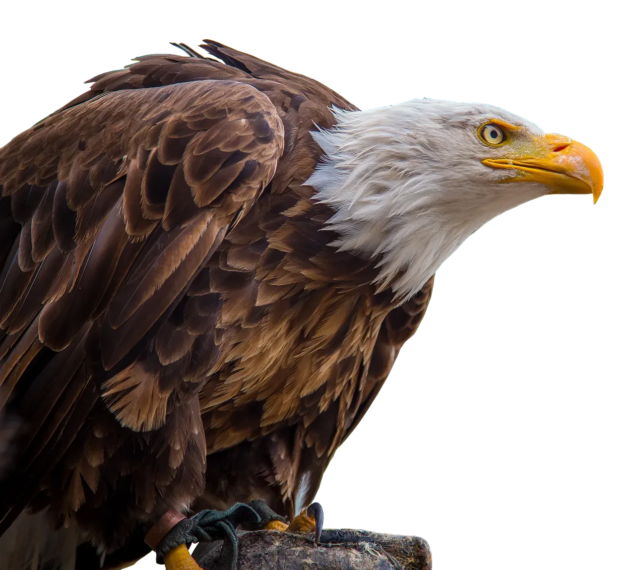 You Honor the Eagle by Protecting and Respecting It Today (Image Credits: Pixabay)